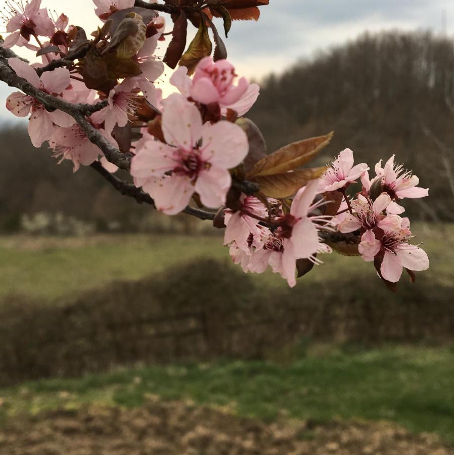 Casina Della Burraia Villa Subbiano Luaran gambar